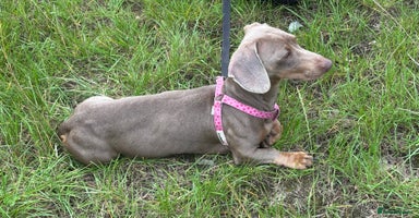 Miniature Dachshund dogs - Advert 1
