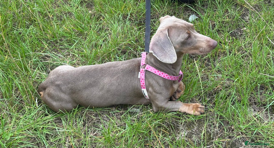 Miniature Dachshund dogs for adoption: Luna * Miniature Dachshund * 240723 - Image 2