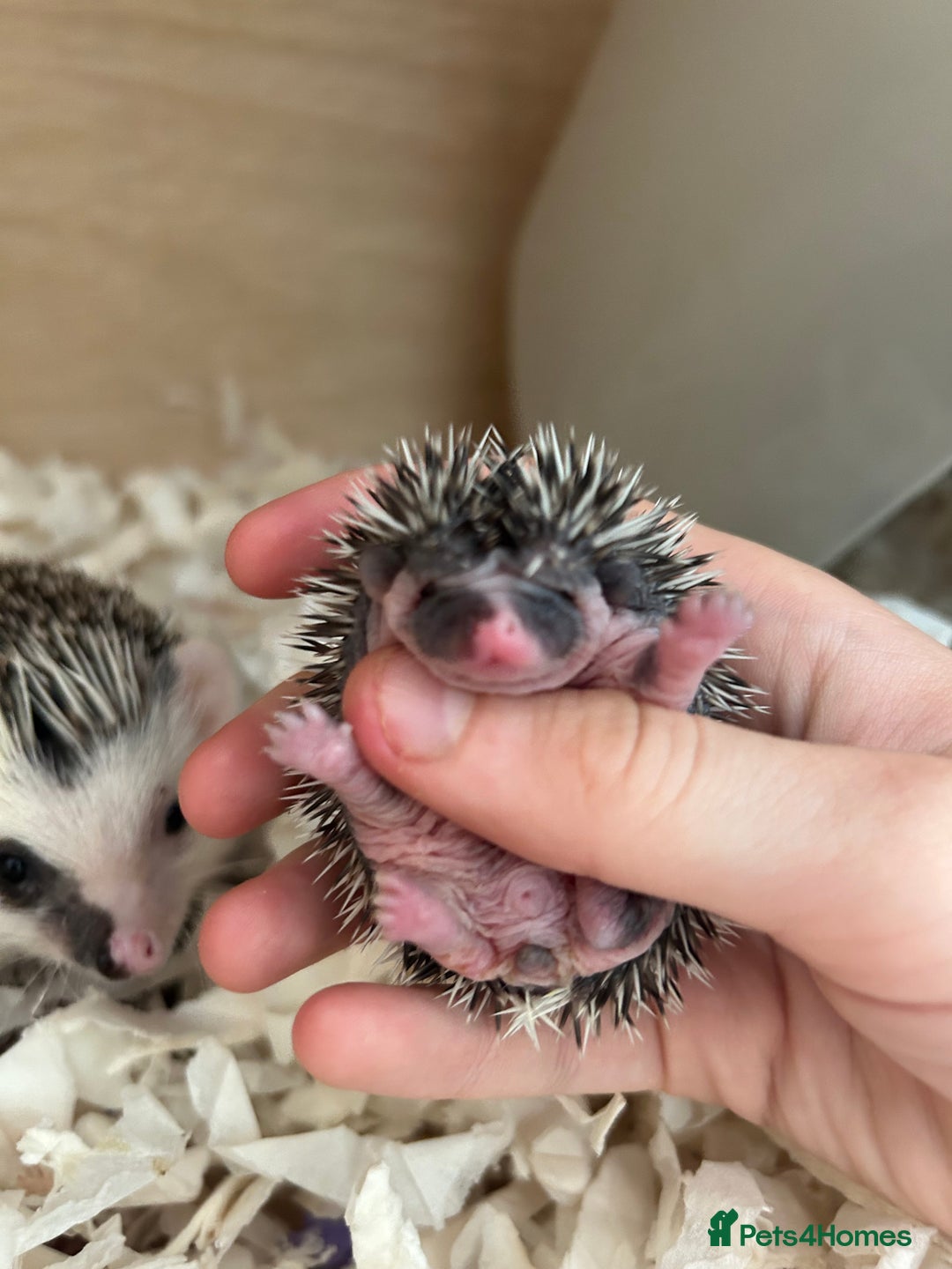 Pygmy Hedgehog rodents for sale: Gorgeous APH blaze hoglet - Image 5