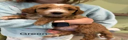Goldendoodle dogs for sale: Golden doodles F2b L@@k reduced!!  - Advert 27