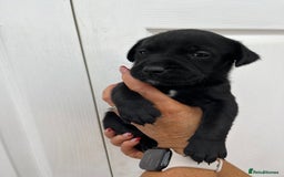 Mixed Breed dogs for sale: 4 week old puppies - Image 9
