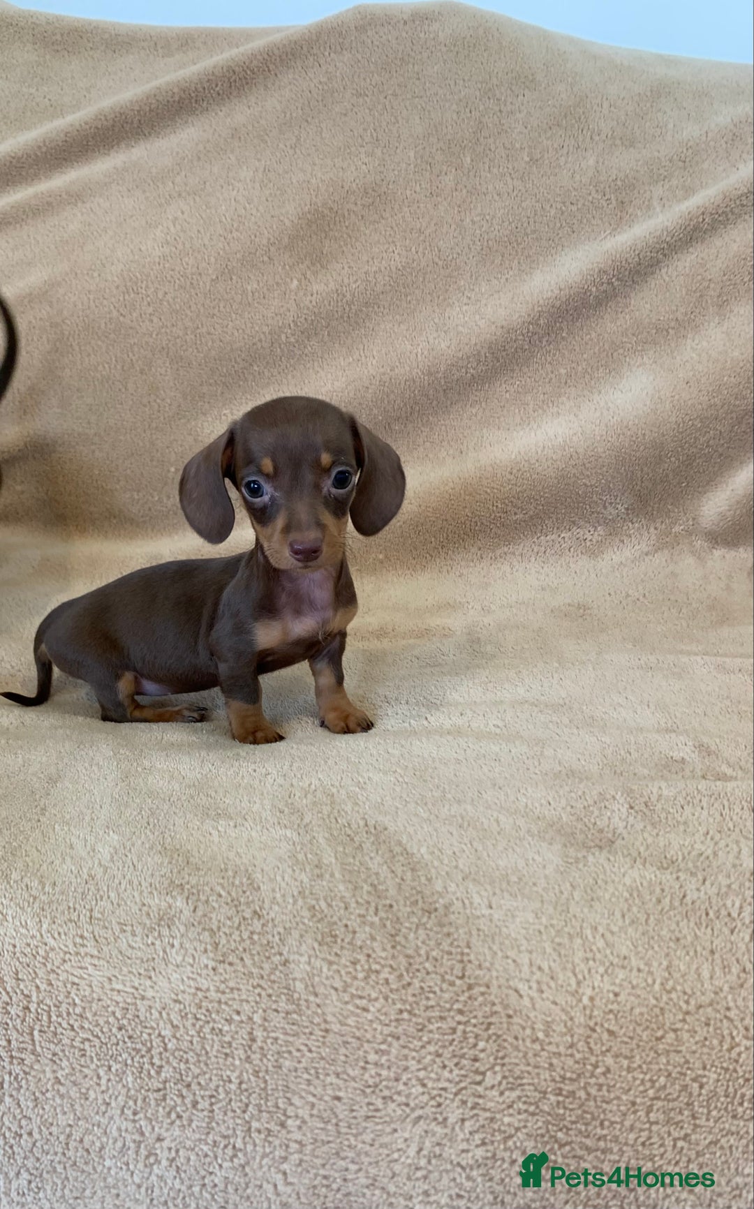 Dachshund dogs for sale: Adorable Dachshunds - Image 5
