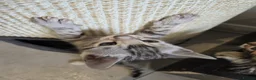 Bengal cats for sale: Pure Bengals Stunning Colour-ready for rezervation - Advert 23