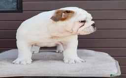 English Bulldog dogs for sale: Show quality english bulldog puppies  - Image 5
