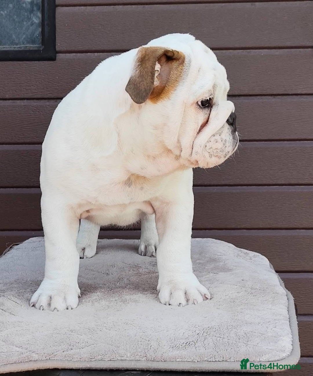 English Bulldog dogs for sale: Show quality english bulldog puppies  - Image 5