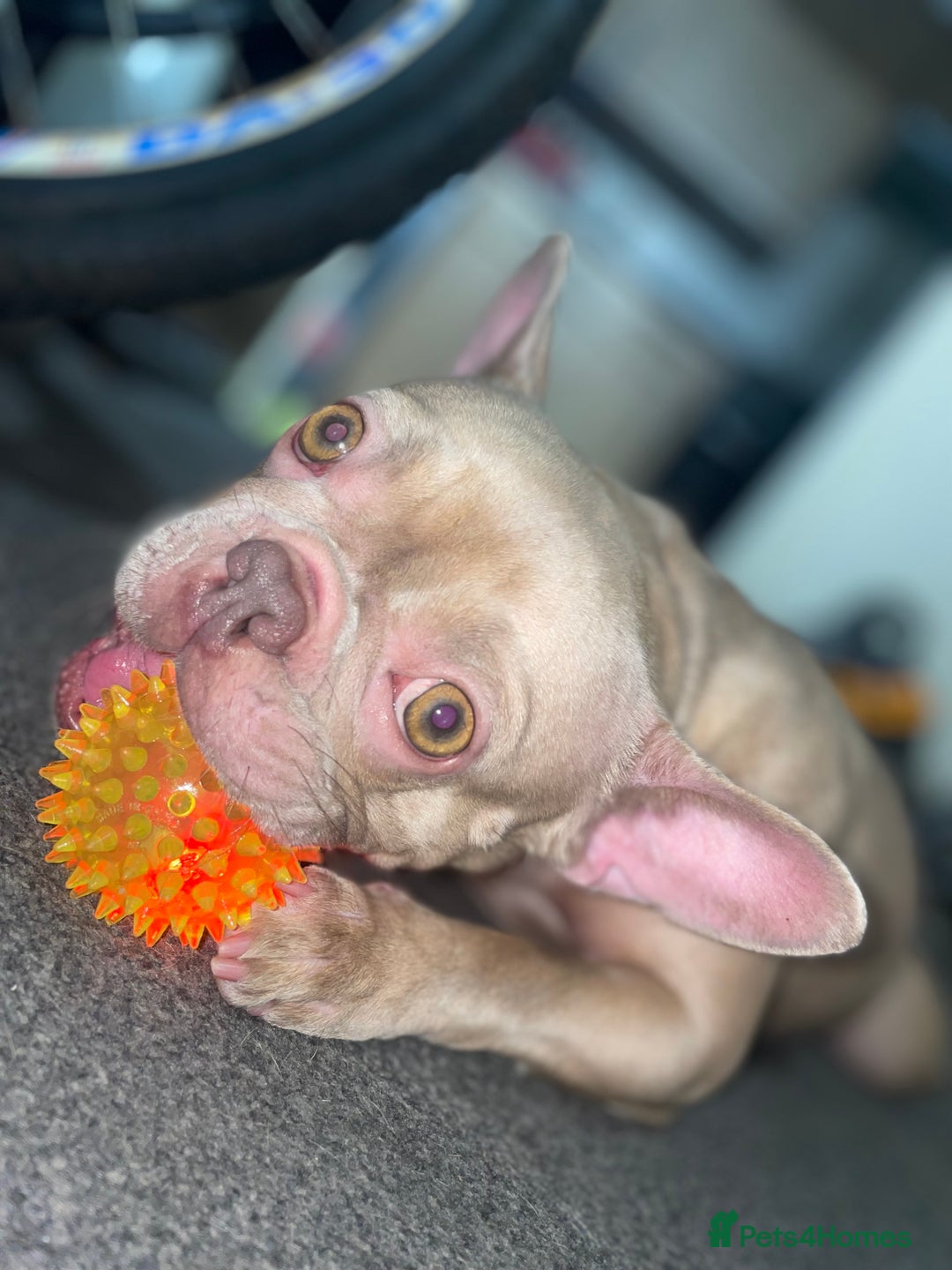 French Bulldog dogs for sale: Female Isabella French bulldog Kc registered  - Advert 4