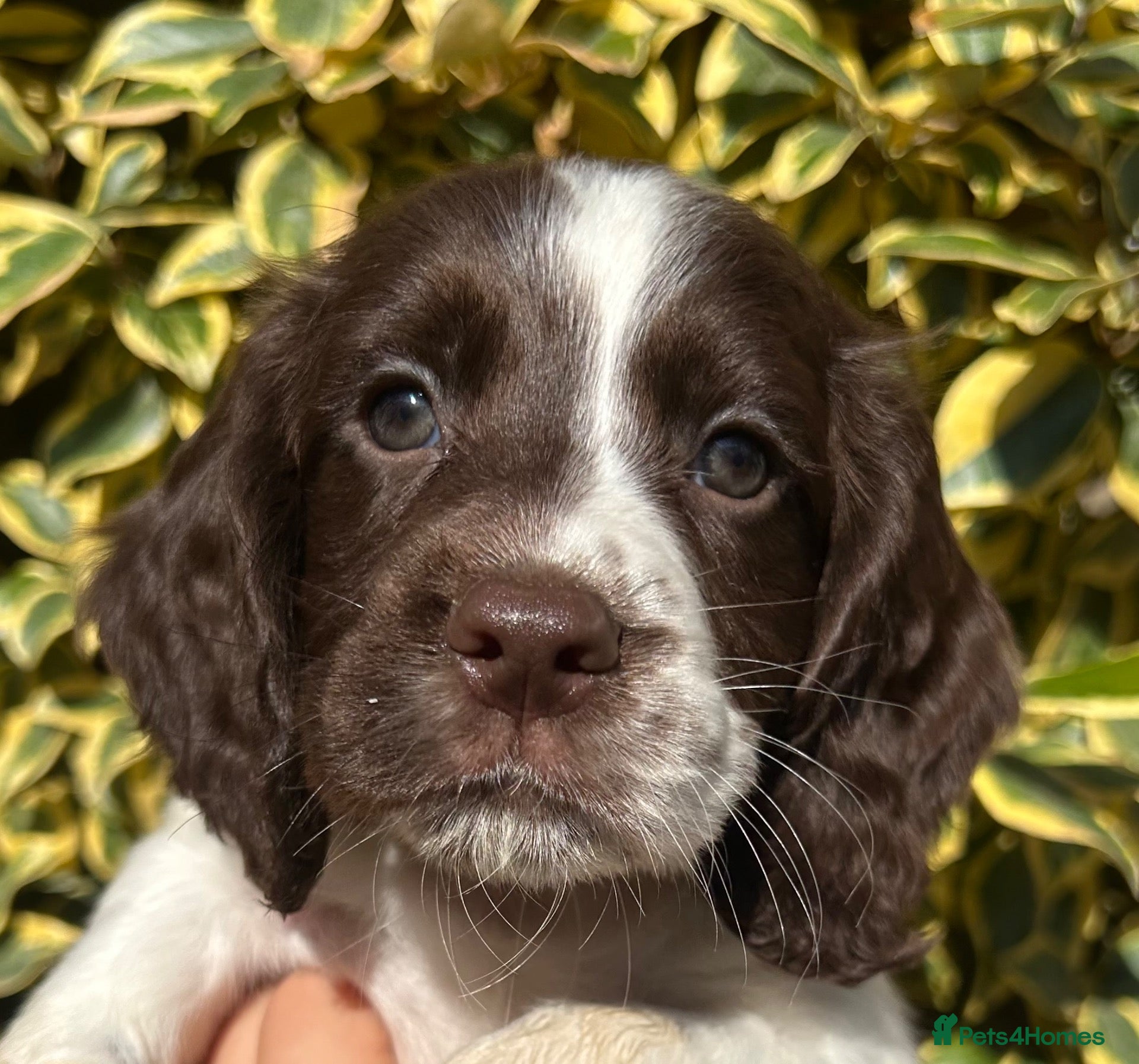 Cocker Spaniel dogs One L & W FtCh Sired KC Working Cocker Dog Pup - Advert 13