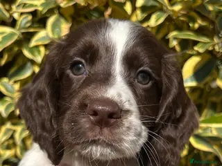 Cocker Spaniel dogs One L & W FtCh Sired KC Working Cocker Dog Pup - Advert 1