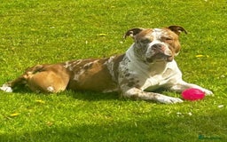 American Bully dogs for sale: Pocket bully puppies ready to go. - Image 3