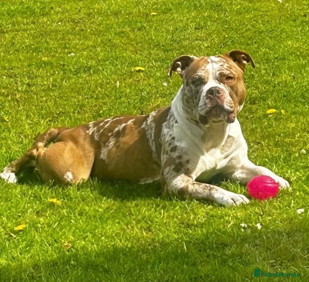 American Bully dogs for sale: Pocket bully puppies ready to go. - Image 3