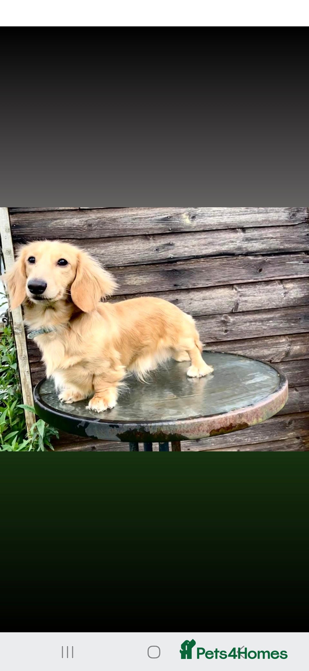 Miniature Dachshund dogs for sale: Miniature dachshund KC reg long haired cream - Advert 2