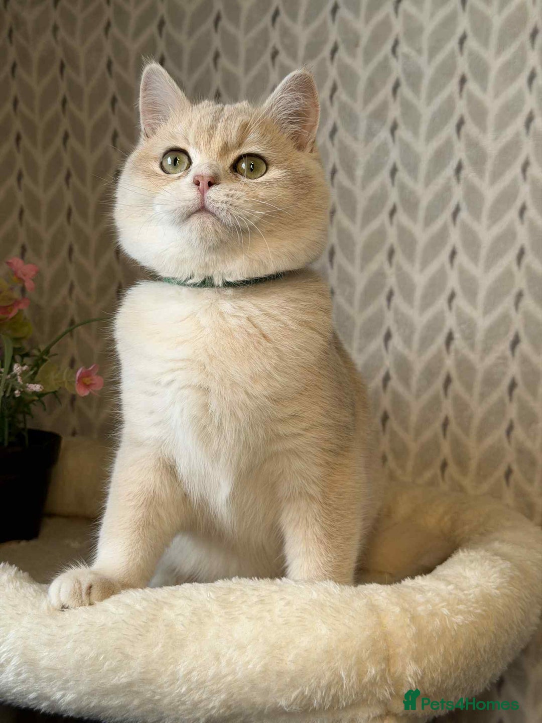 British Shorthair cats for sale: ⭐️TICA chunky golden BRITISH SHORTHAIR  - Advert 2