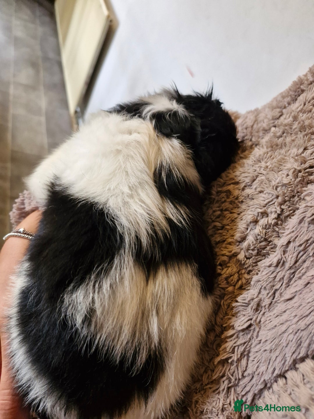 Cavalier King Charles Spaniel dogs for sale: KC Cavalier King Charles ÐNA tested parents  - Image 20