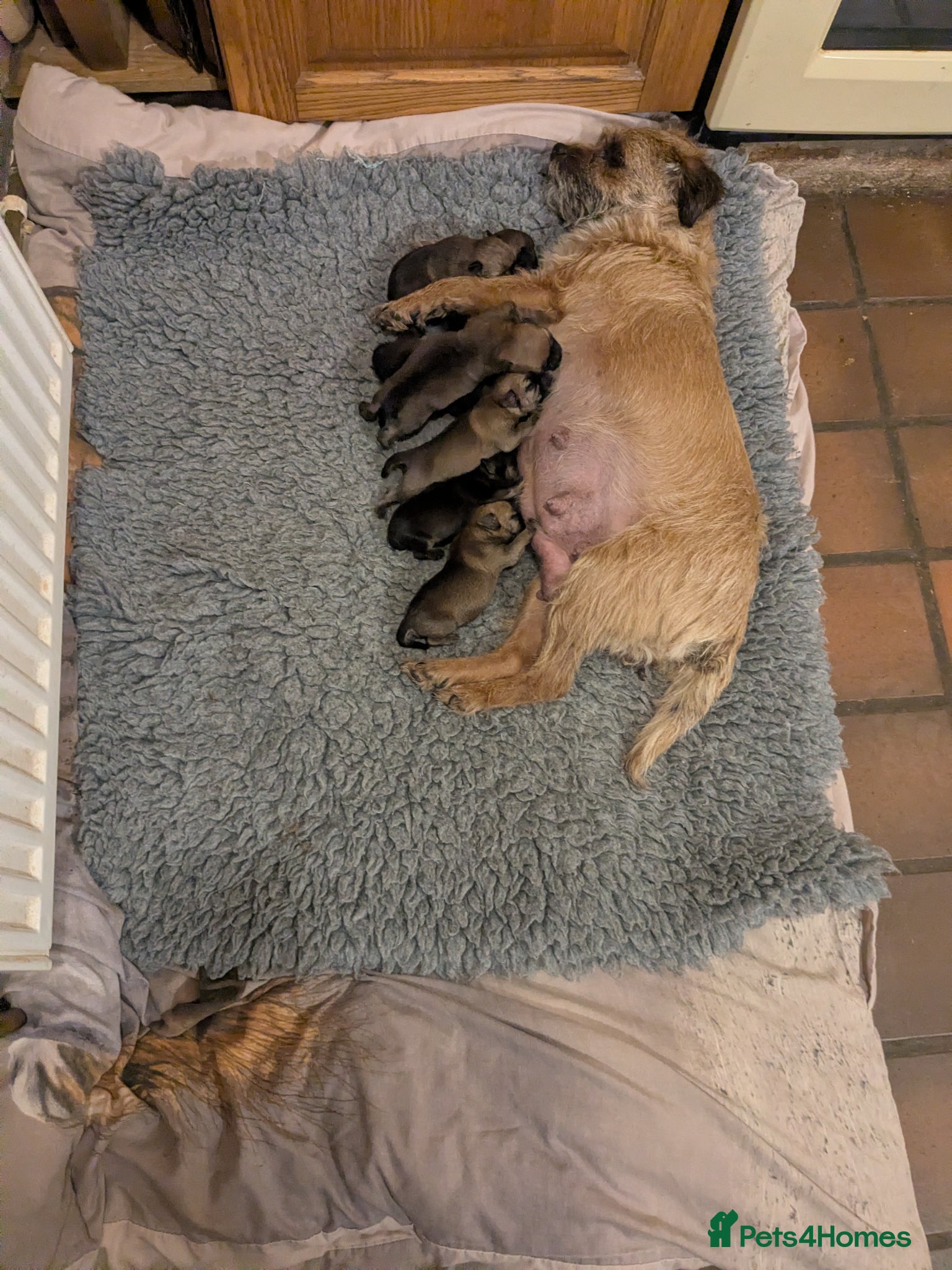 Border Terrier dogs Beautiful litter KC registered borders - Advert 1