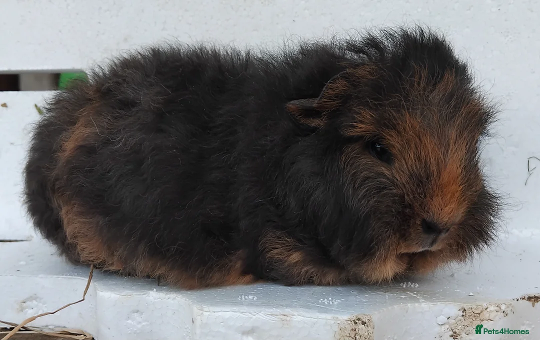 Guinea Pig rodents for sale: Swiss Sows and Smooth Self Chocolate Sows - Advert 1