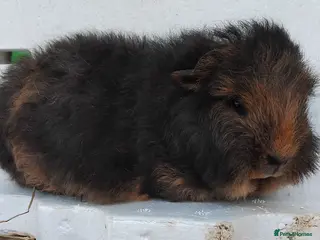 Guinea Pig rodents Swiss Sows and Smooth Self Chocolate Sows - Advert 2