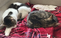 Domestic Shorthair cats for sale: Need to re home two Cat - Image 1