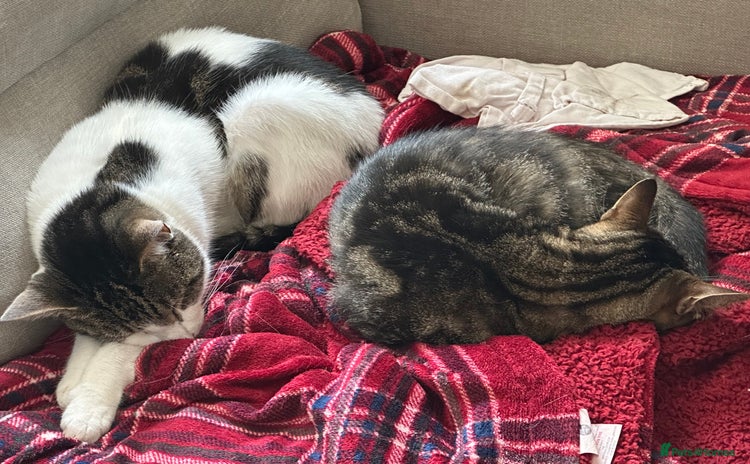 Domestic Shorthair cats - Advert 1
