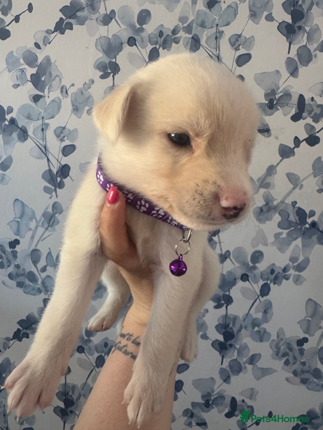 Mixed Breed dogs for sale: Beautiful Puppies looking for their forever home♥️ - Image 5