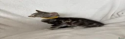 Mixed Breed cats for sale: 4 Lovely Kittens Ready To Join Your Family Today😻 - Advert 24