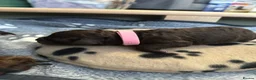 Cockapoo dogs for sale: 🤎 Premium Chocolate Cockapoo 🤎 in Worcester - Advert 11