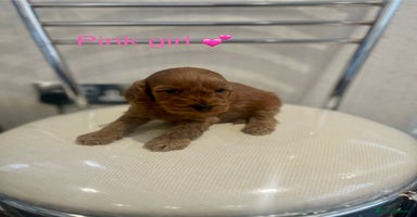 Cockapoo dogs - Advert 4