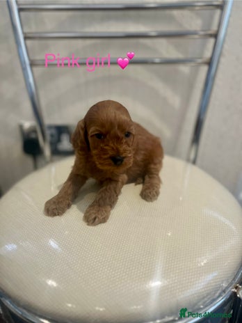 Cockapoo dogs - Advert 2