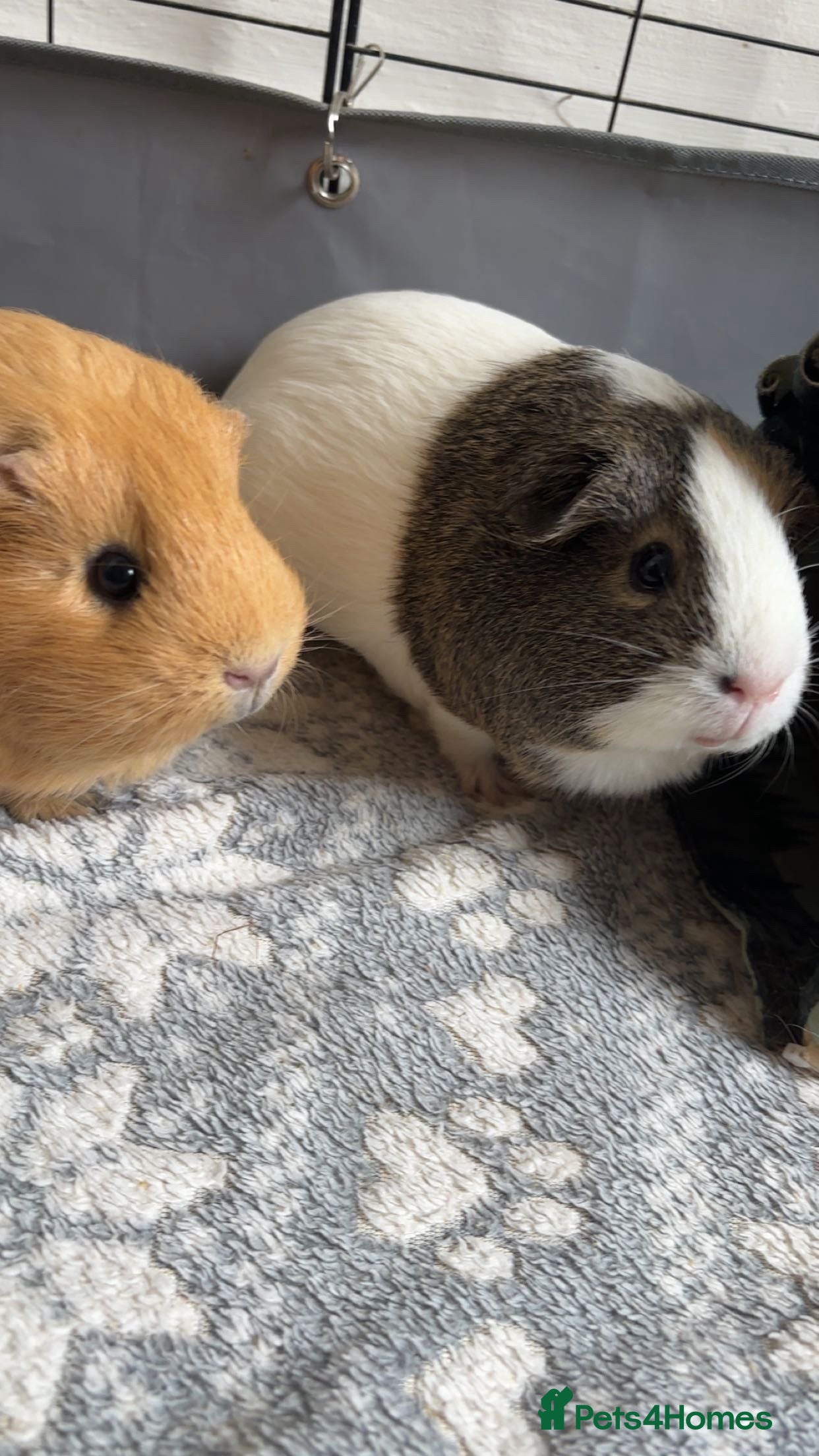 Guinea Pig rodents FREE 3 Guinea Pigs  - Advert 3