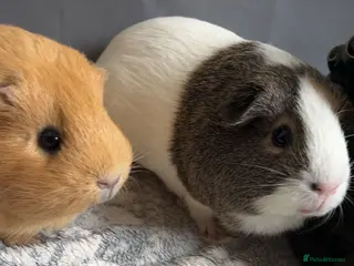 Guinea Pig rodents FREE 3 Guinea Pigs - Advert 1
