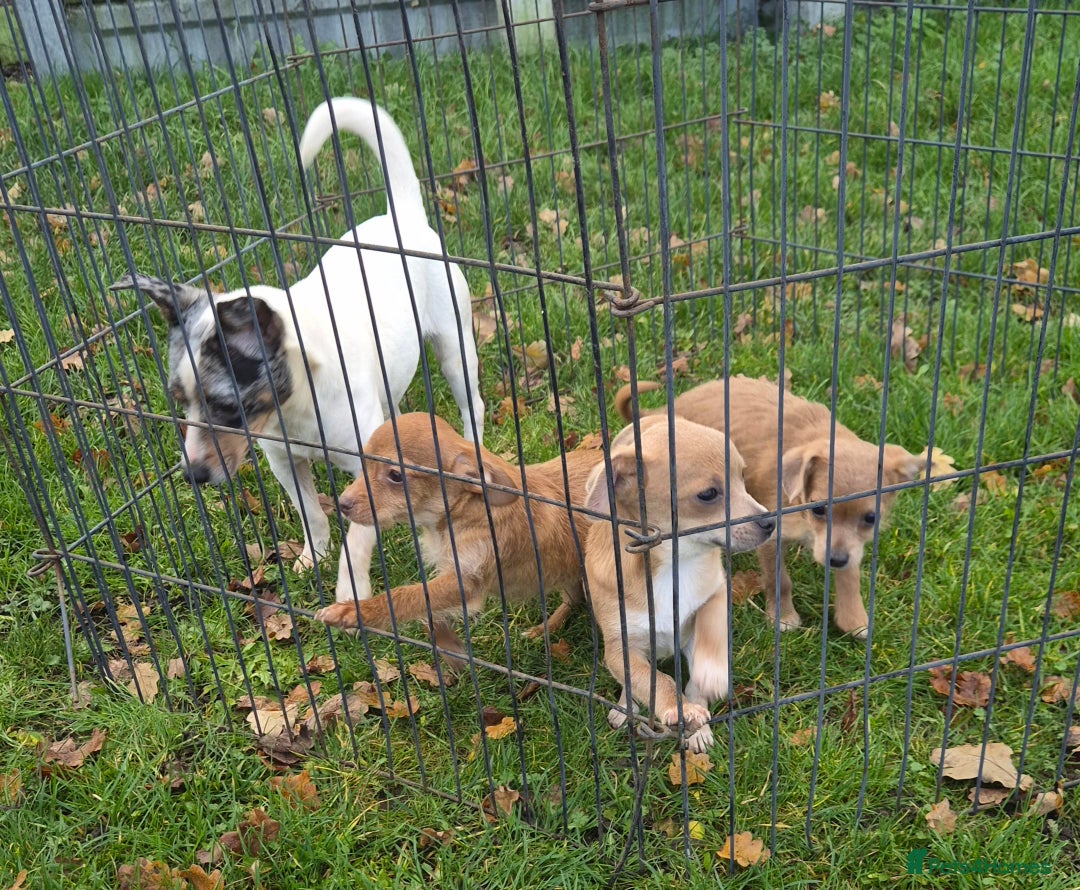 Mixed Breed dogs for sale: Beautiful Jack russell x chihuahua puppies - Advert 4