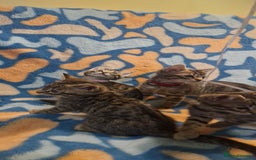 Bengal cats for sale: Bengal mix kittens for sale - Image 10