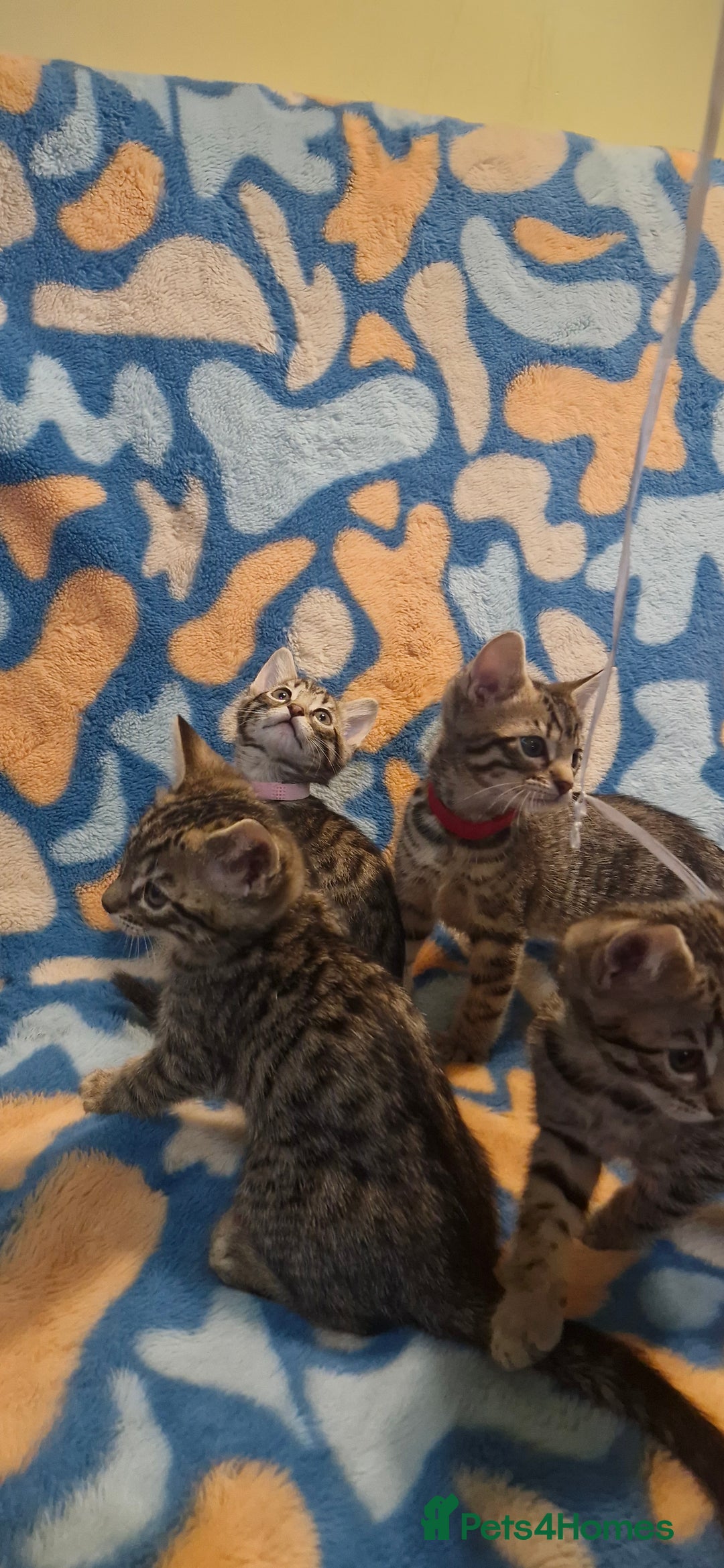 Bengal cats for sale: Bengal mix kittens for sale - Image 10