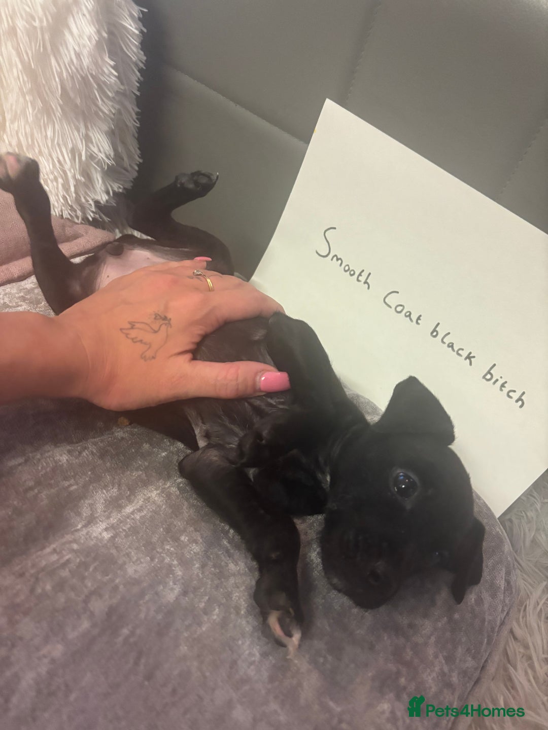Patterjack dogs for sale:  🐾Patterdale x Jack Russell Puppies🐾 - Image 8