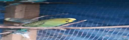 Budgerigars birds for sale: 3 adult boy budgies  - Advert 6