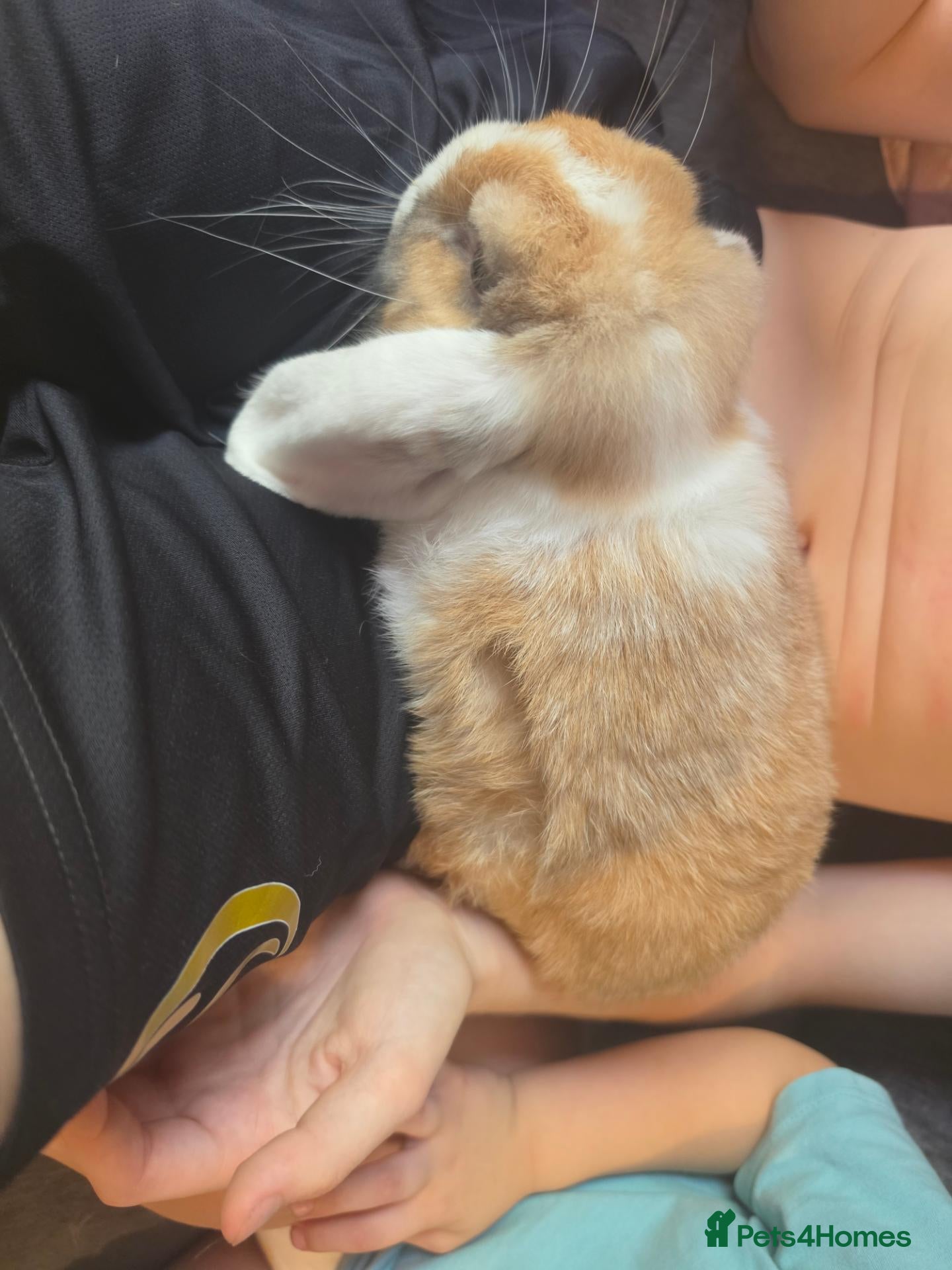 Mini Lop rabbits Male and female mini lops READ AD - Advert 2