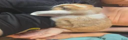 Mini Lop rabbits for sale: Male and female mini lops READ AD - Advert 2