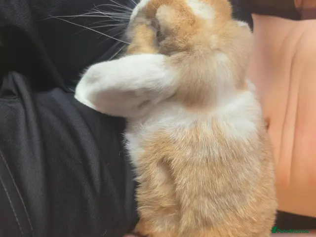 Mini Lop rabbits for sale: Male and female mini lops READ AD - Advert 2