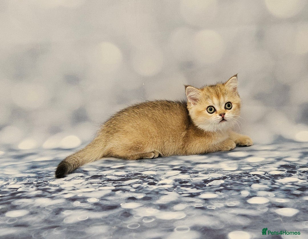 Scottish Fold cats for sale: Excellent Scottish fold kittens  - Image 23