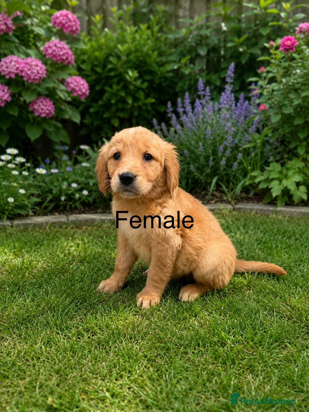 Golden Retriever dogs Golden retriever puppies health tested parents - Advert 1
