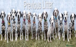 Dalmatian dogs for sale: Show Line LUA KC Dalmatian Puppies - Licensed - Image 5