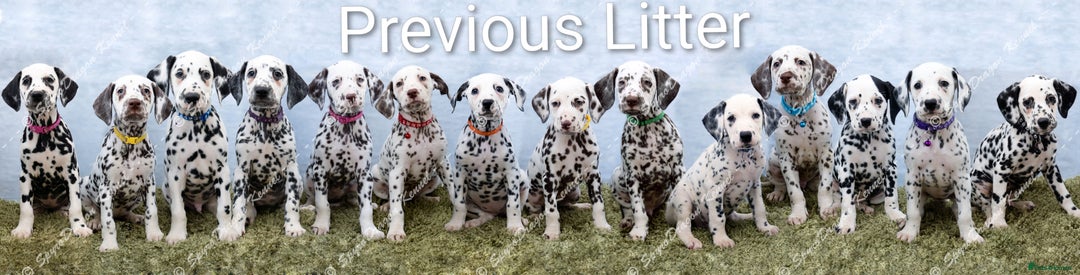 Dalmatian dogs for sale: Show Line LUA KC Dalmatian Puppies - Licensed - Image 5
