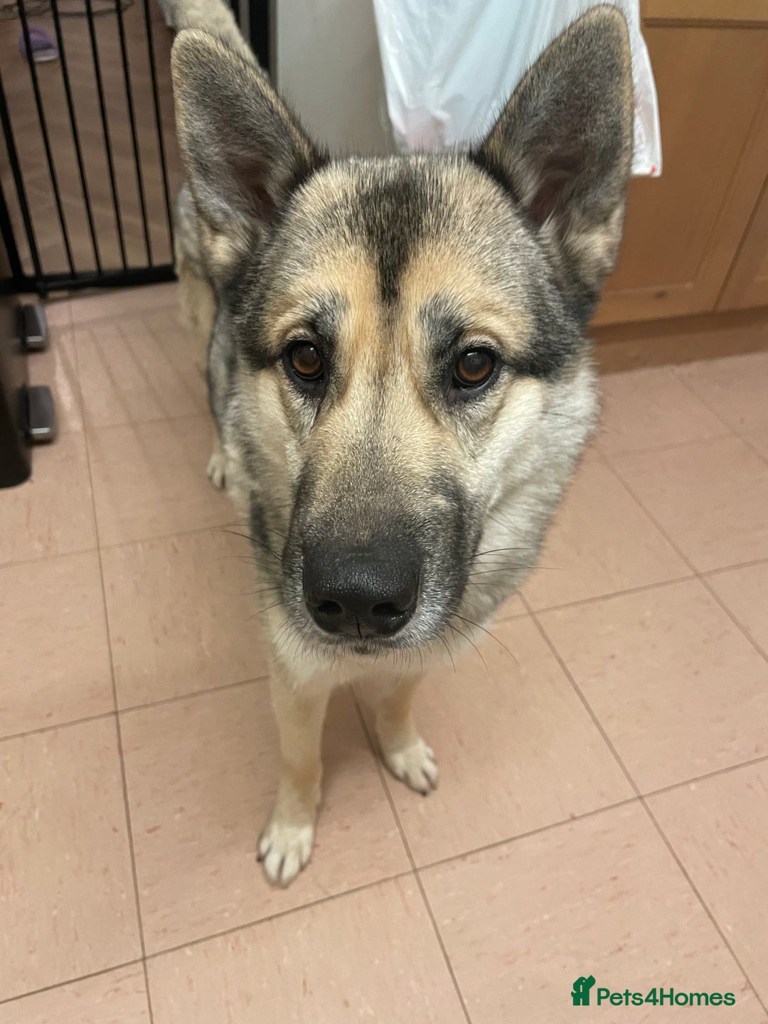 Shepsky dogs for sale: Shepsky ‘scrappy’ 3years  - Advert 3