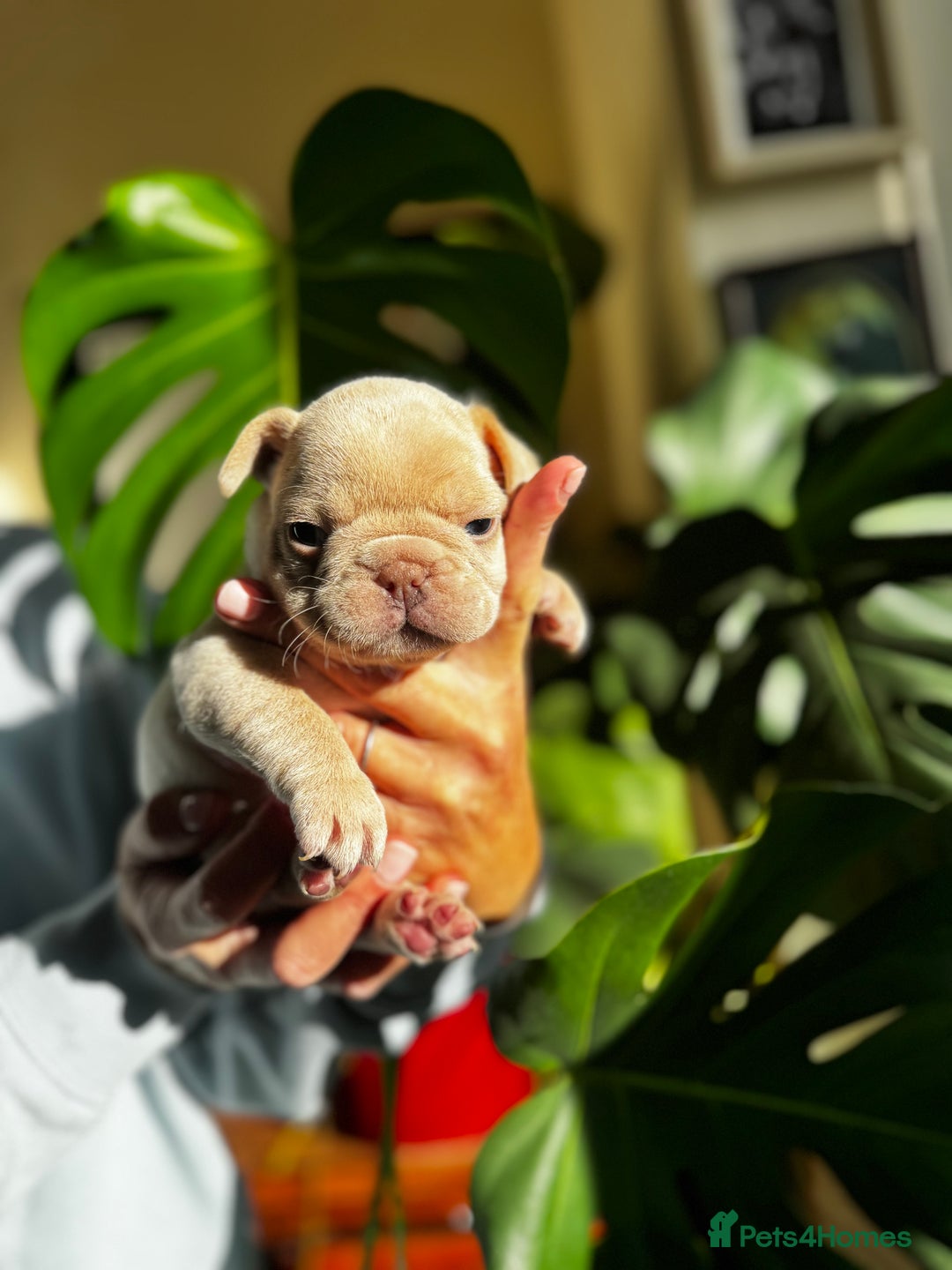 French Bulldog dogs for sale: Accepting Reservations 4 Girls,2 Boys Available  - Image 5