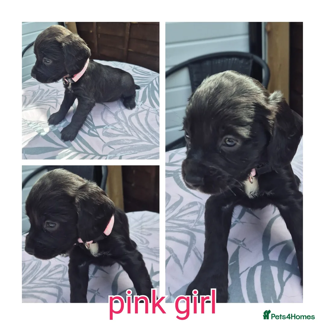 Cocker Spaniel dogs for sale: Working cocker spaniels  - Advert 1