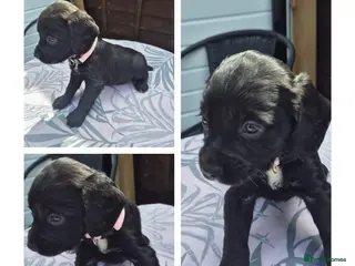 Cocker Spaniel dogs Working cocker spaniels - Advert 11