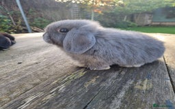 Mini Lop rabbits for sale: Mini lop does *SOLD* - Image 1