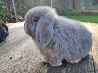 Mini Lop rabbits - Advert 7