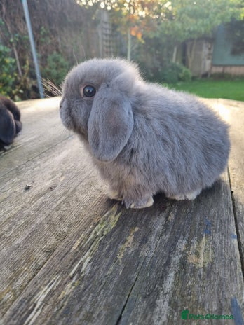 Mini Lop rabbits - Advert 1