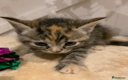 Mixed Breed cats for sale: Mixed Himalayan - Image 19