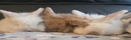 Mini Lion Lop rabbits for sale:  Male teddywidder bunnies  - Advert 1